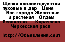Щенки ксолоитцкуинтли пуховые в дар › Цена ­ 1 - Все города Животные и растения » Отдам бесплатно   . Карачаево-Черкесская респ.